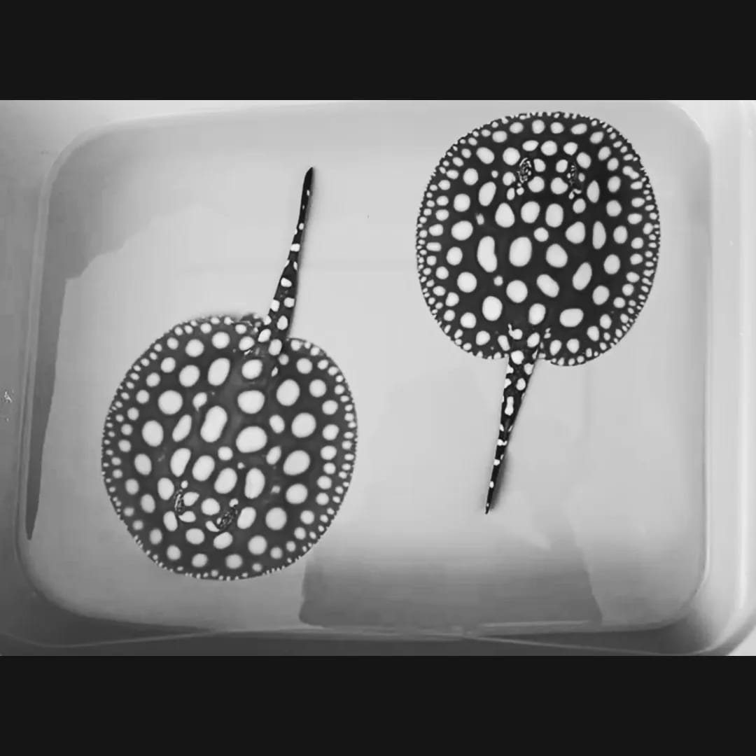 Black Diamond Stingray