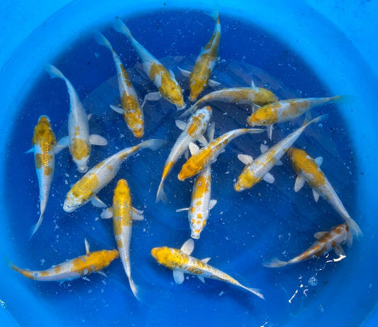 Hariwake KOI 7-8 Inch