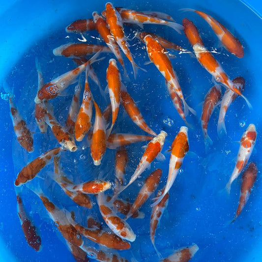 KOHAKU KOI 7-8 Inch