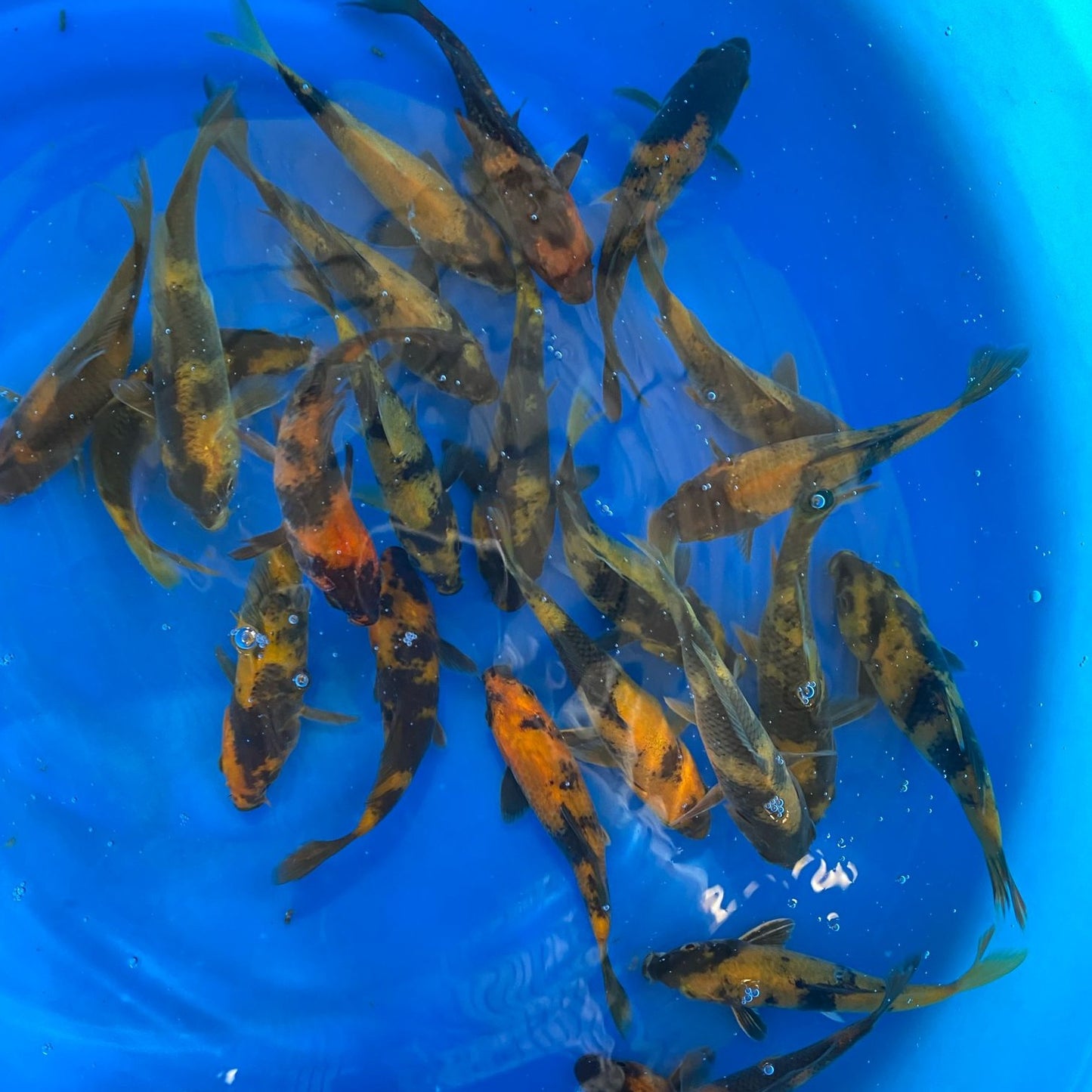 Hi-Utsuri KOI 7-8 Inch