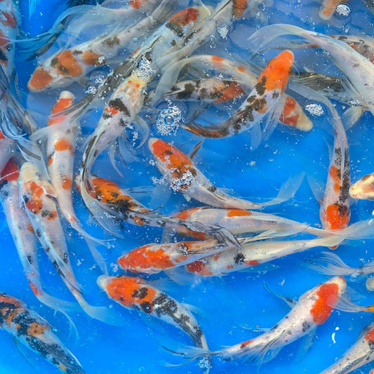 SANKE KOI 7-8 Inch