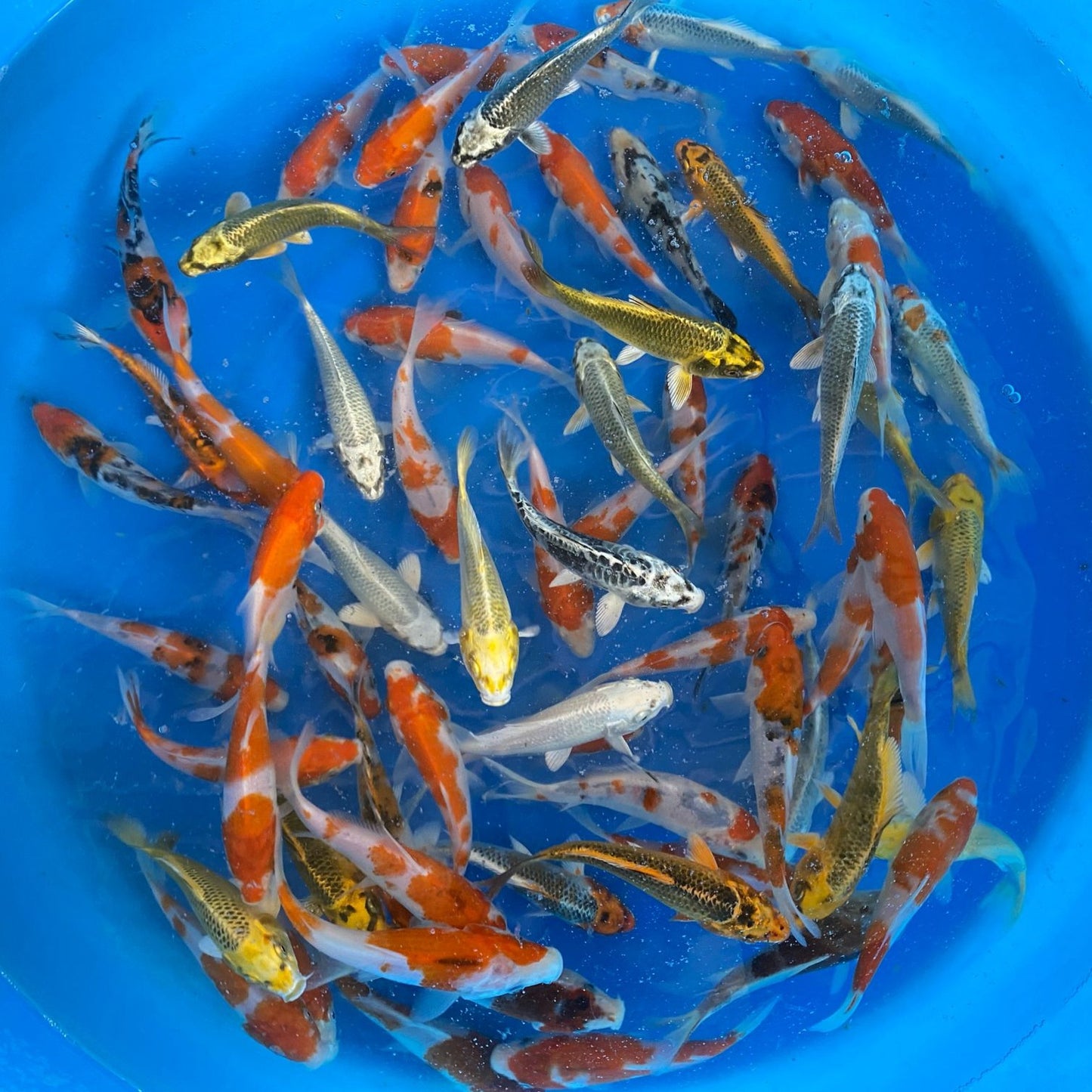 Assorted Premium KOI 5-6 Inch