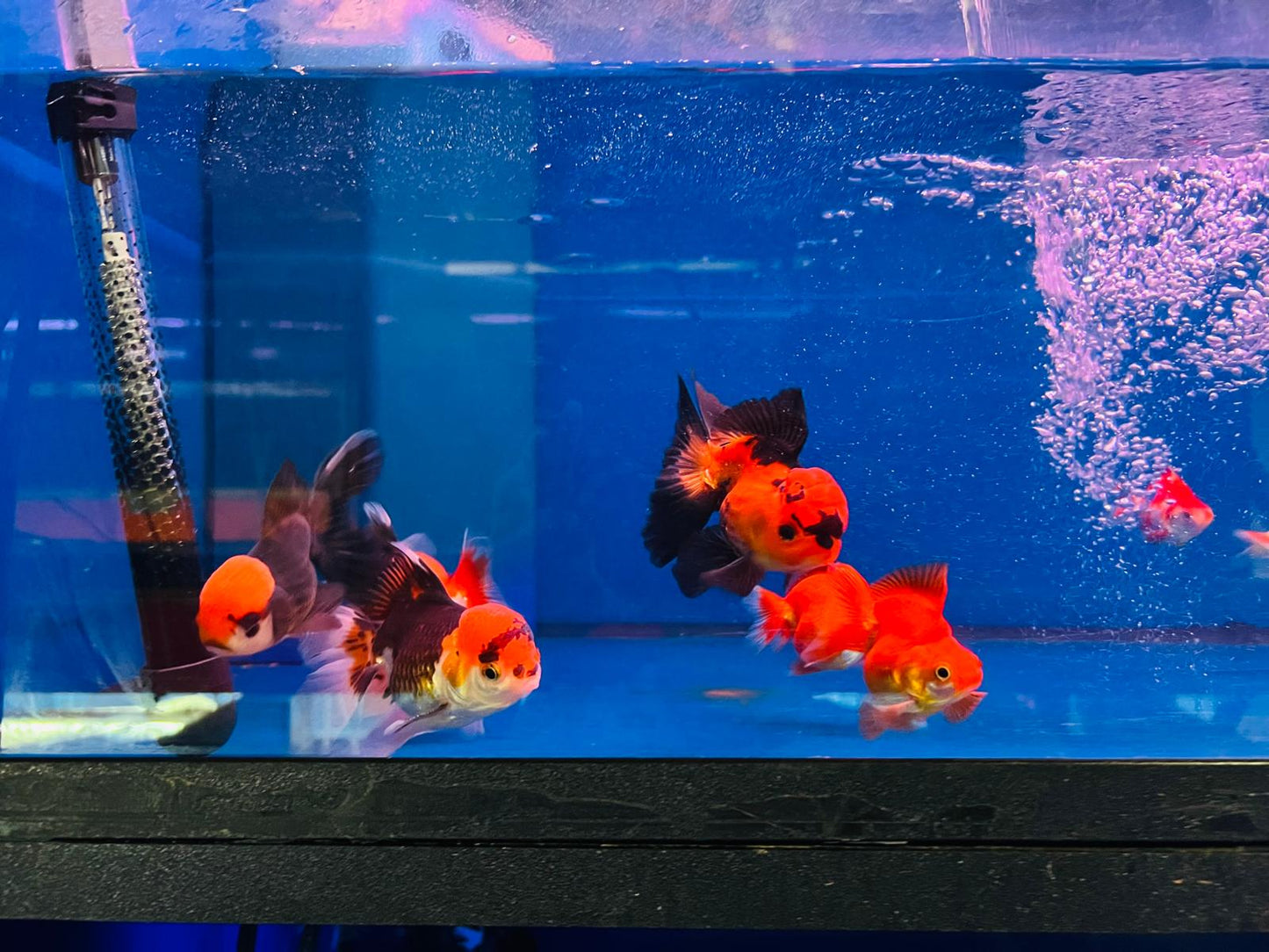 Lion Head Oranda Goldfish