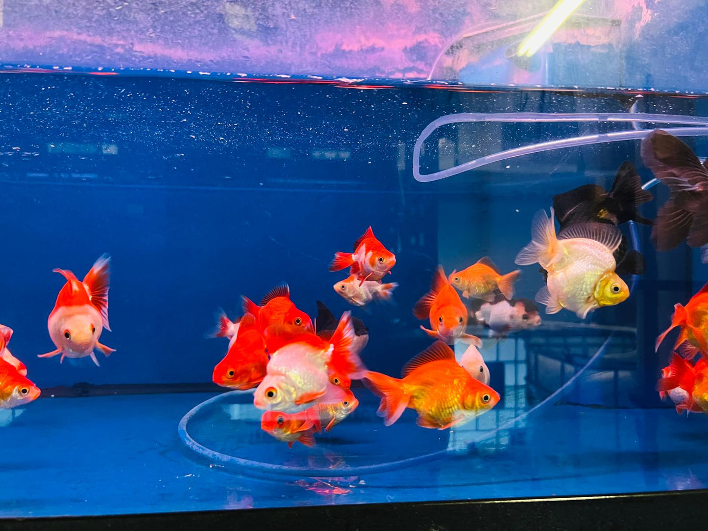 Ryukin Goldfish