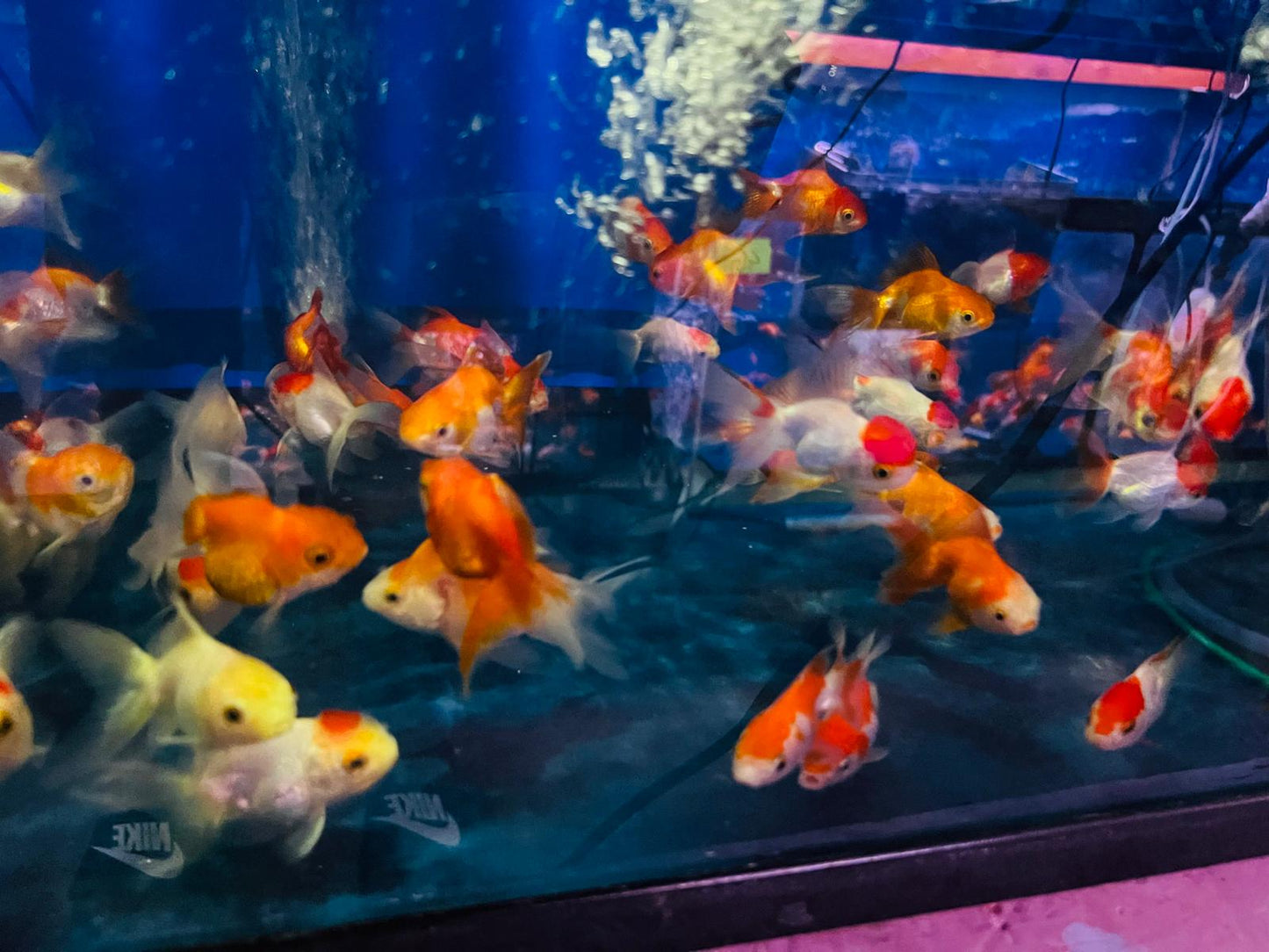 Red & White Oranda