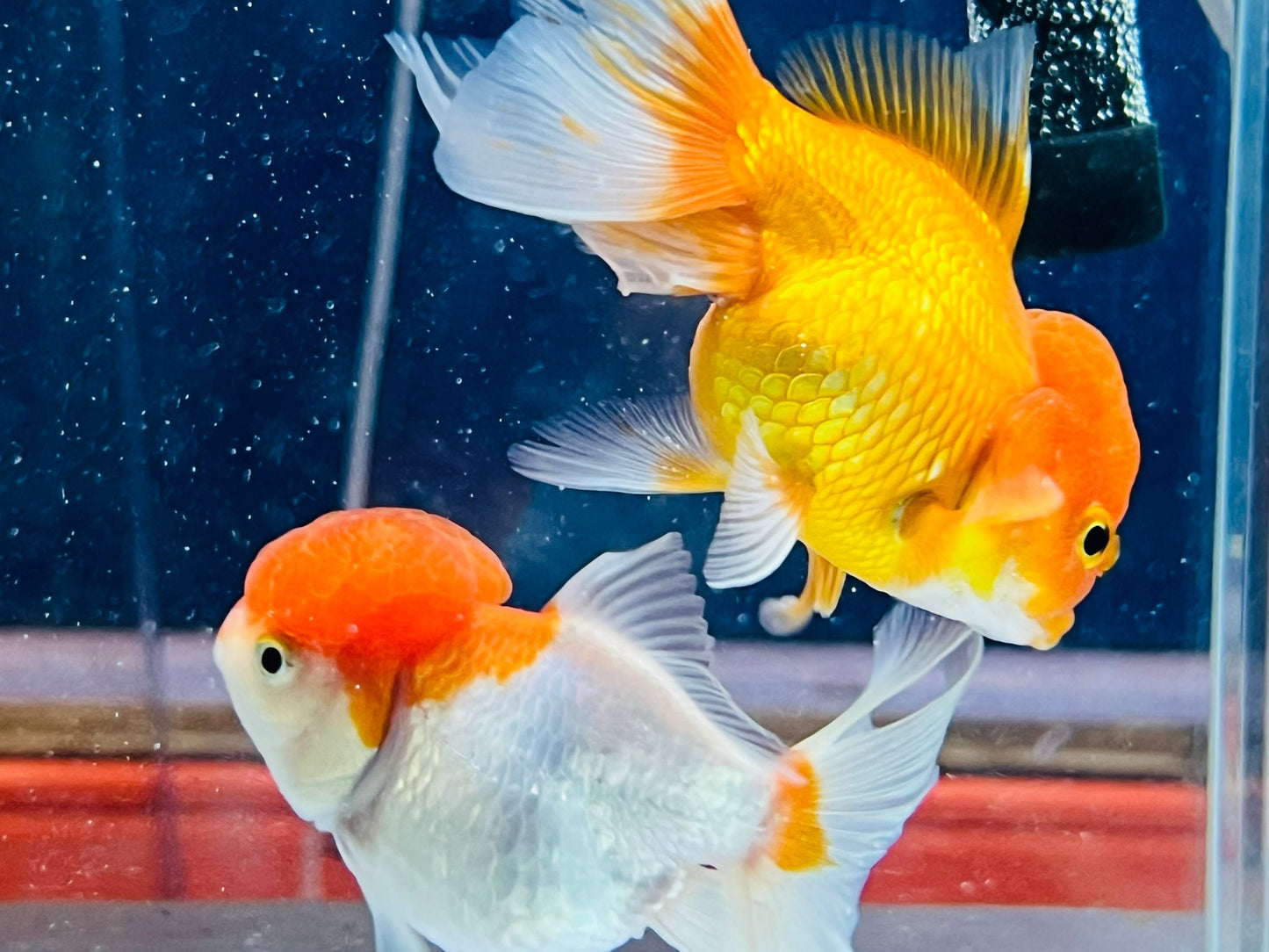 Premium Goldfish