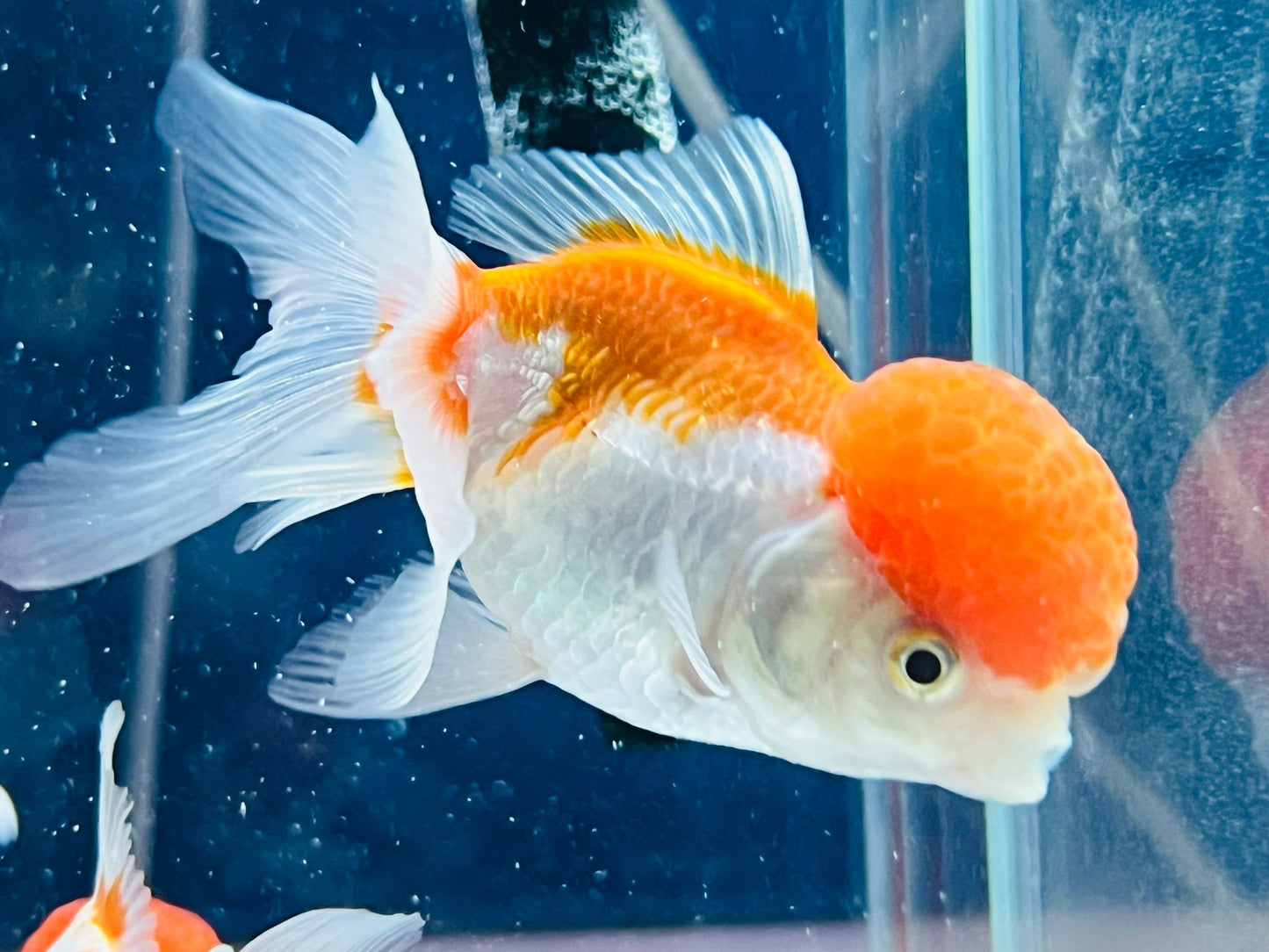 Premium Goldfish