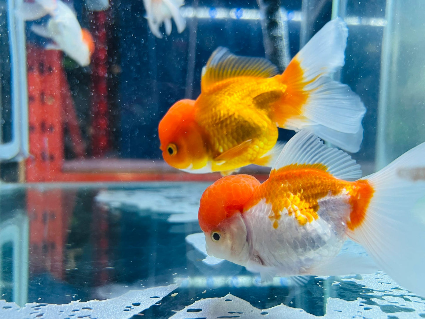 Premium Goldfish
