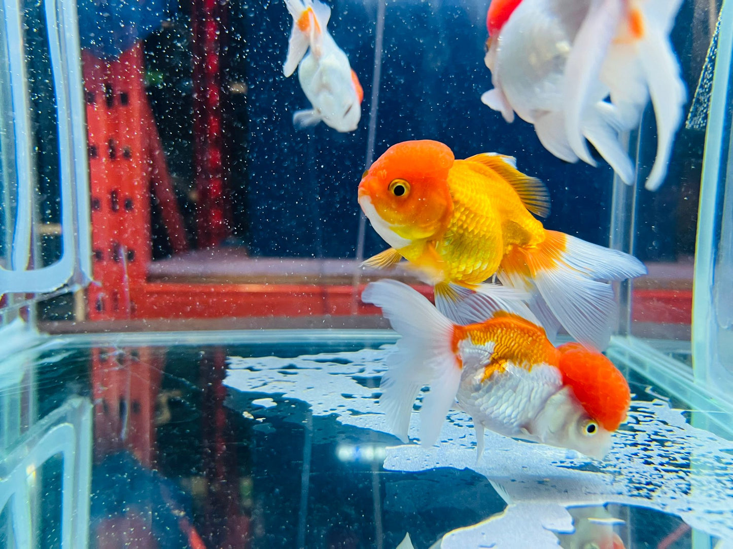 Premium Goldfish