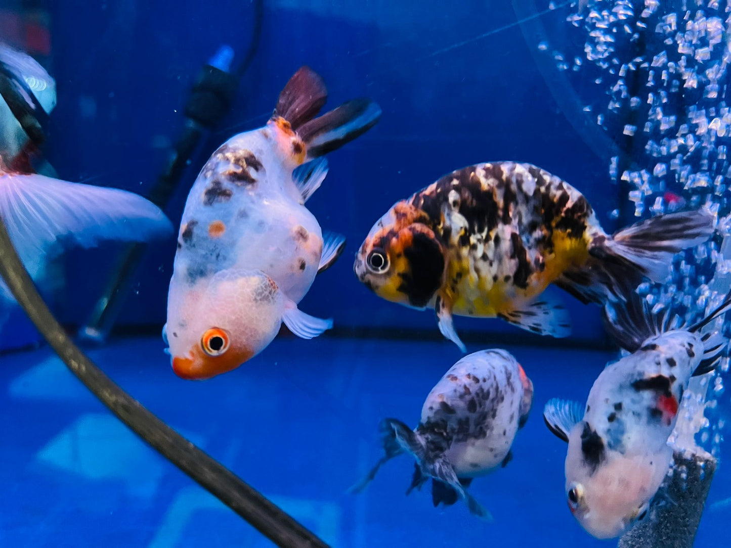 Ranchu Goldfish