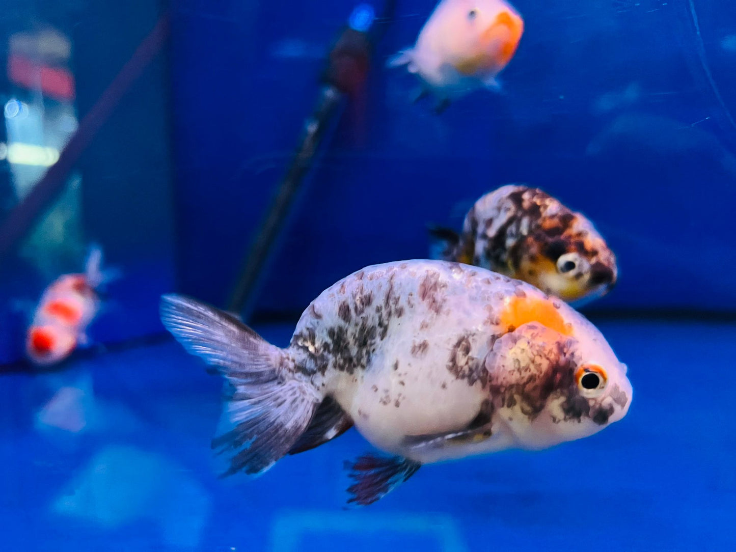 Ranchu Goldfish