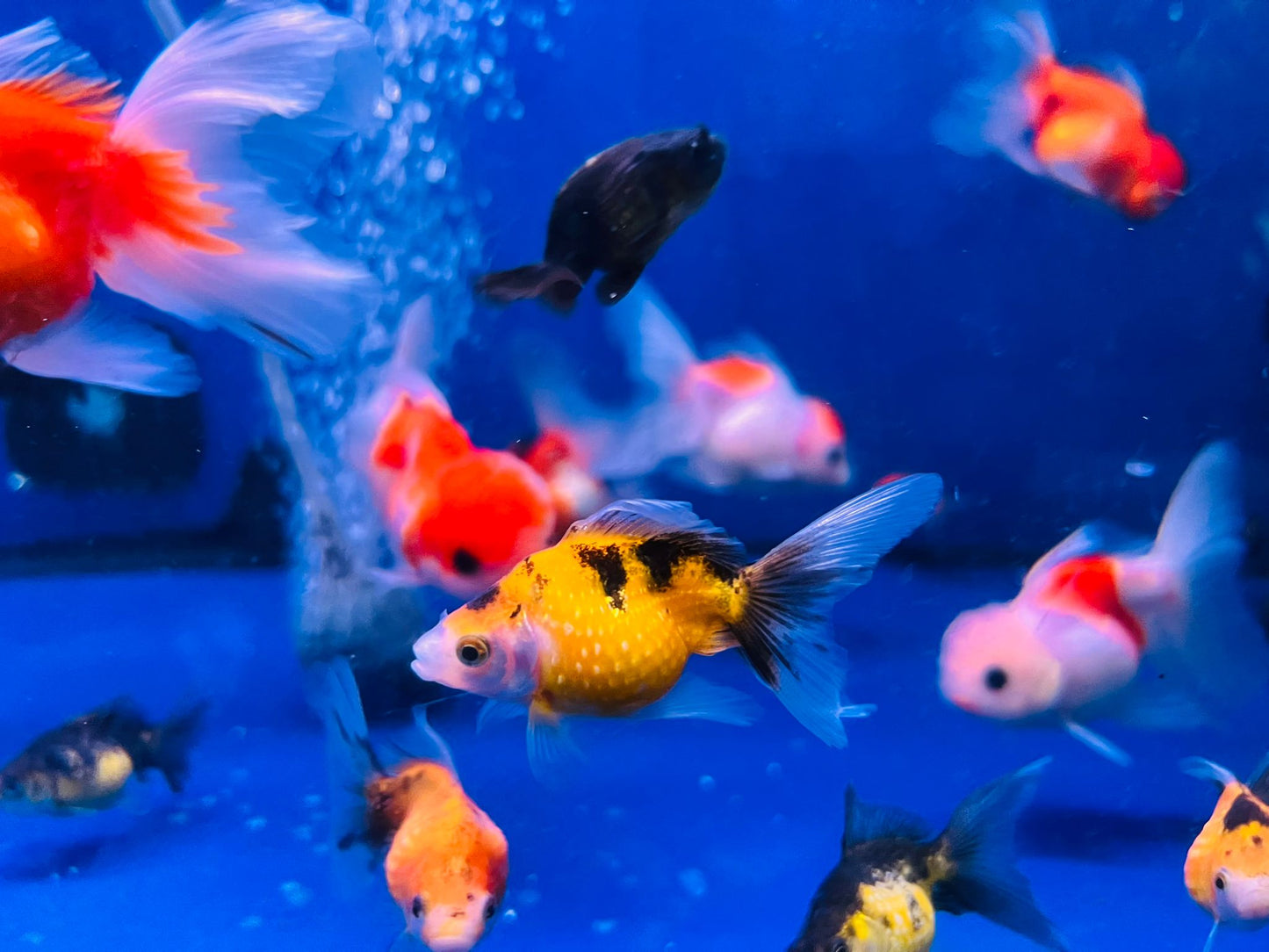 Pearl Scale Goldfish