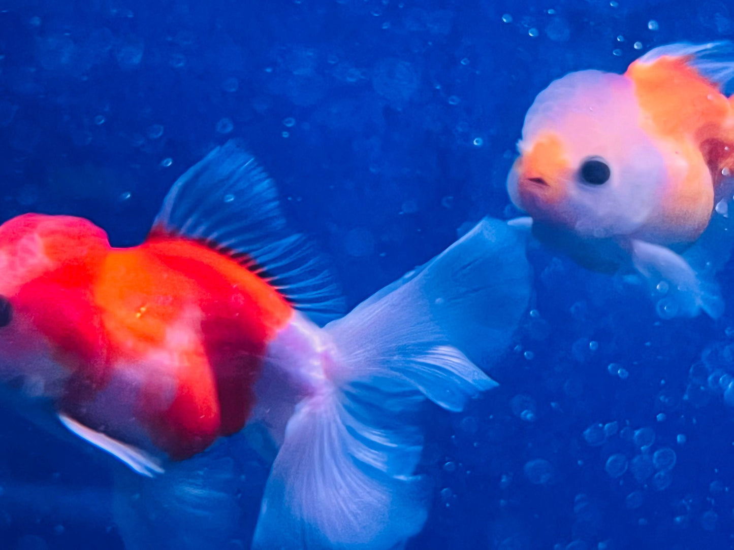 Sakura Goldfish