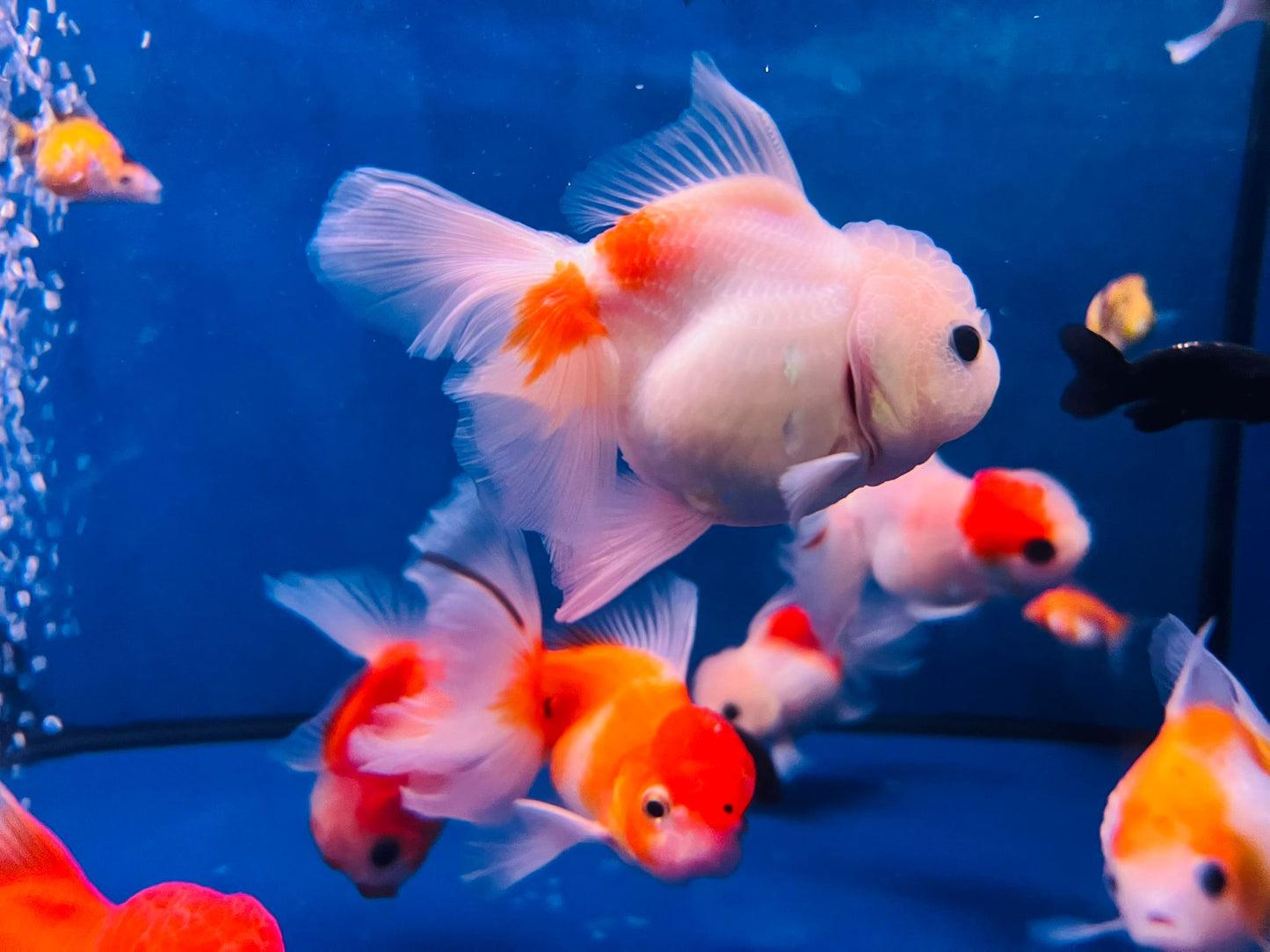 Sakura Goldfish