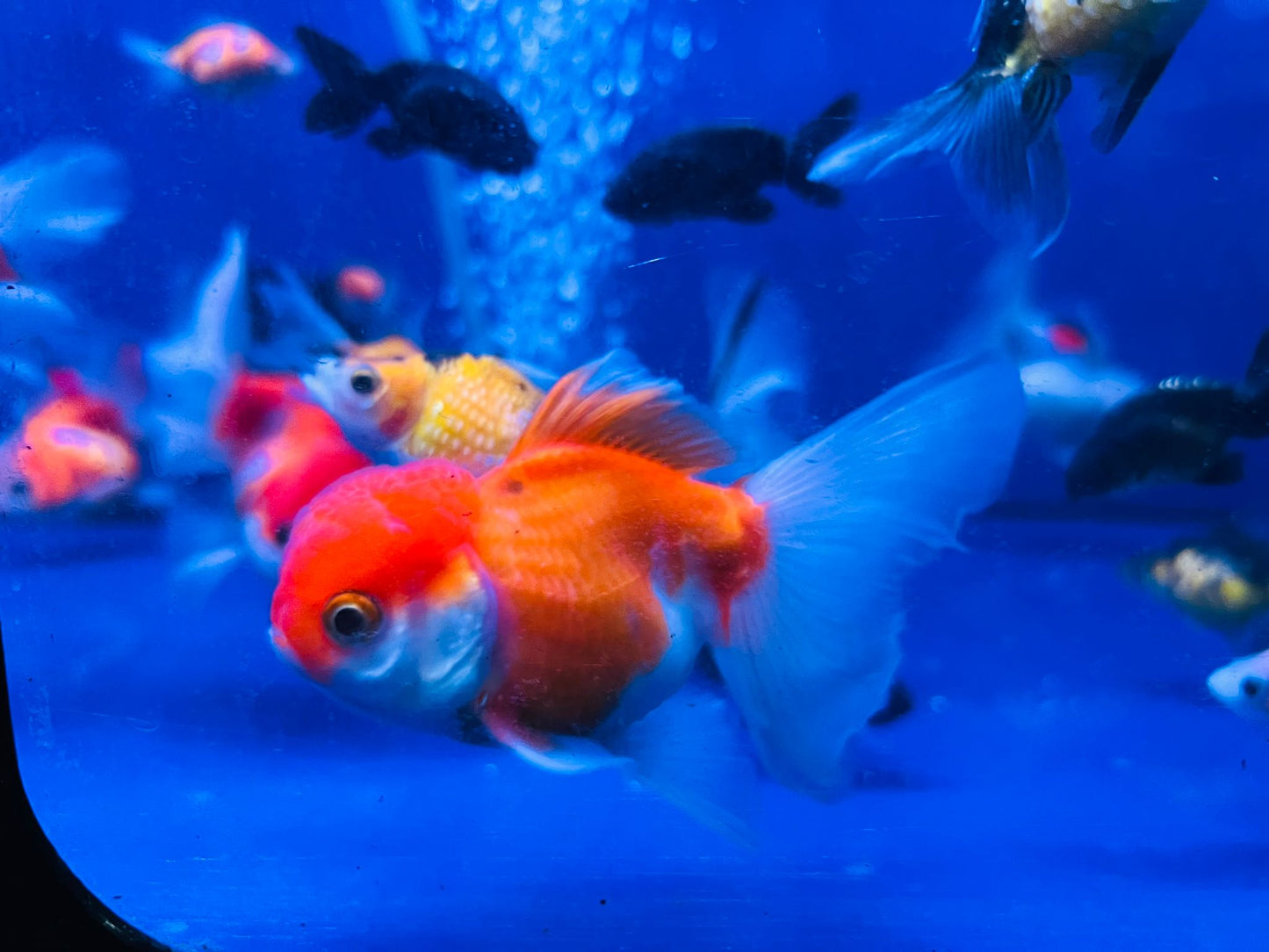 Sakura Goldfish