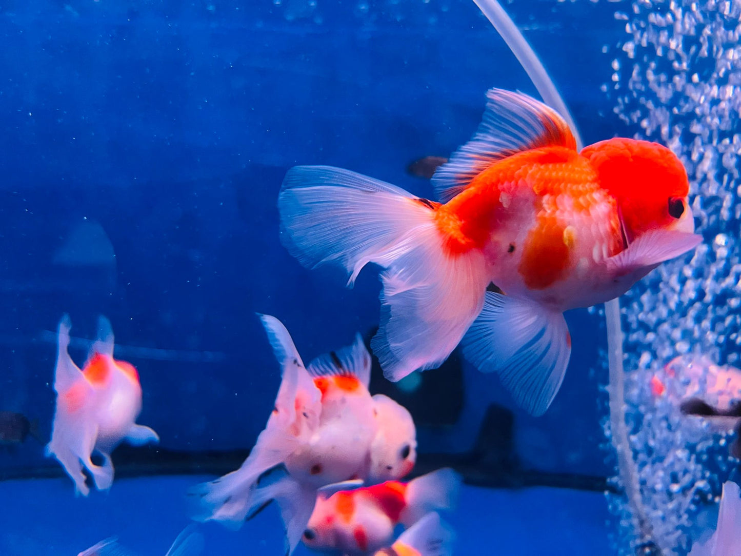 Sakura Goldfish