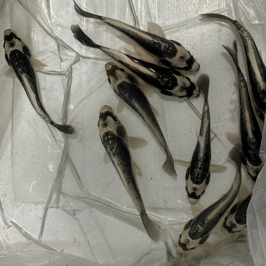 KABUTO KOI 5-6 Inch (Silver Black)