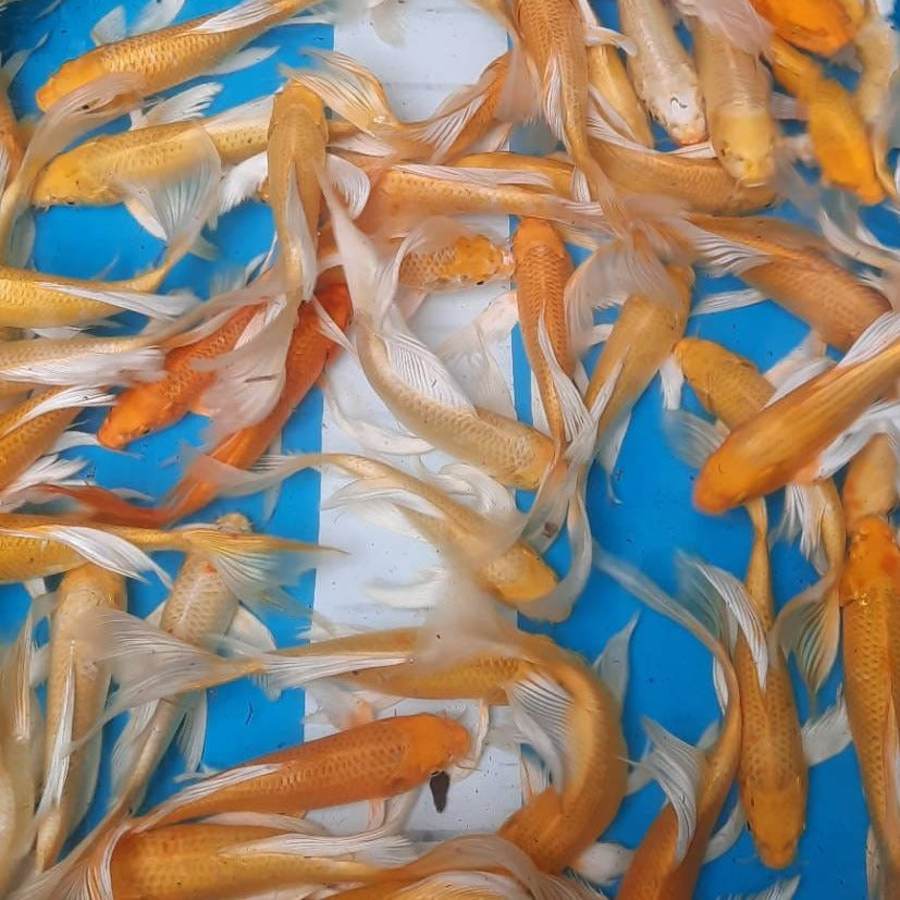 Butterfly Yellow ogon KOI 7-8 Inch