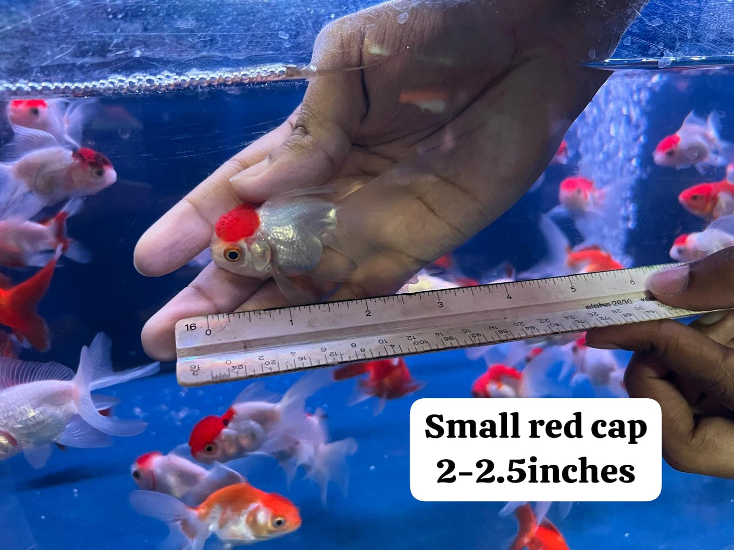Red Cap Goldfish