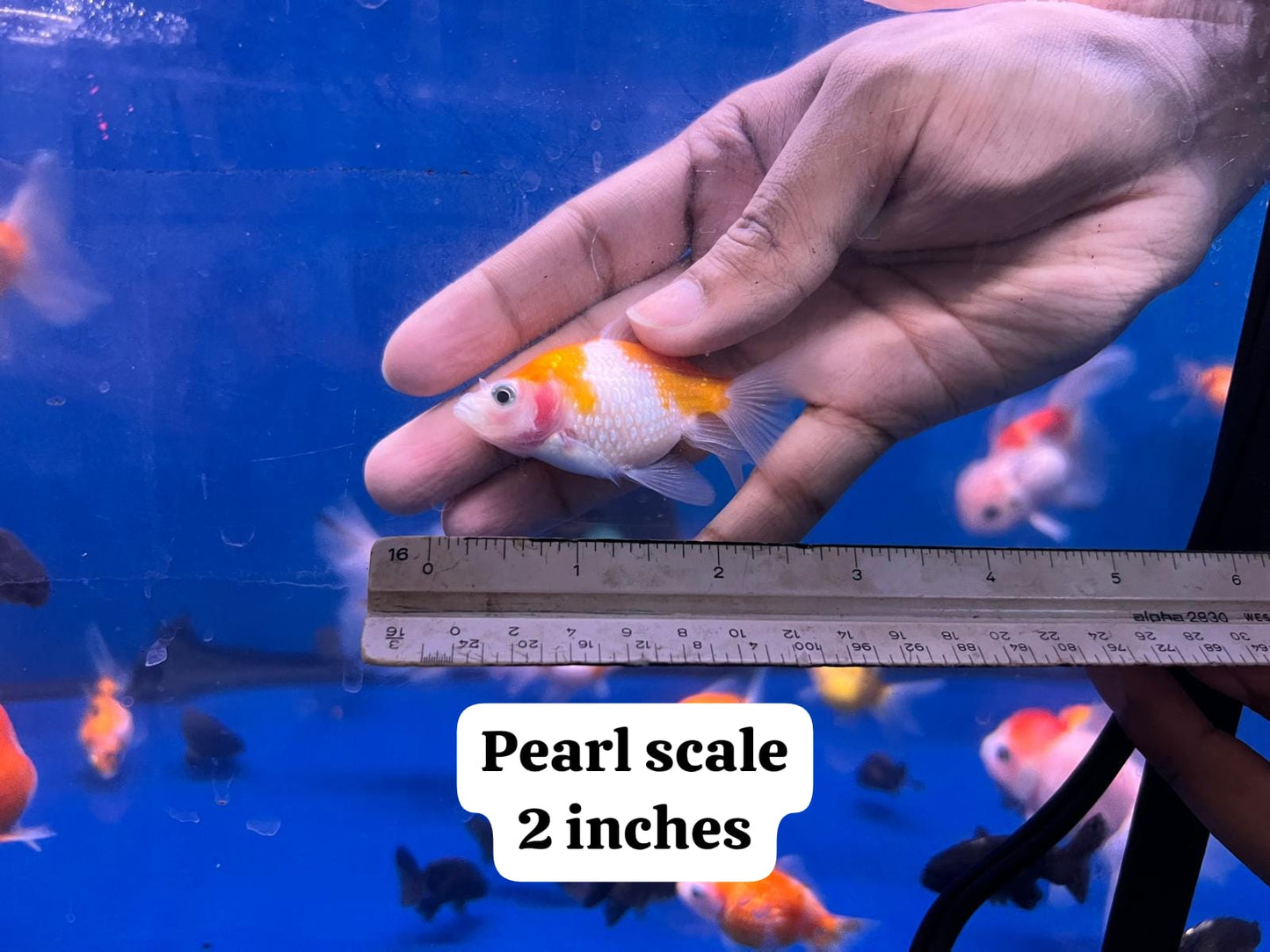 Pearl Scale Goldfish