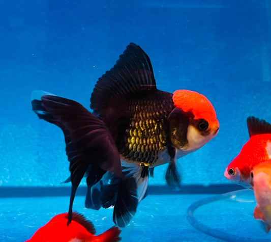 Lion Head Oranda Goldfish