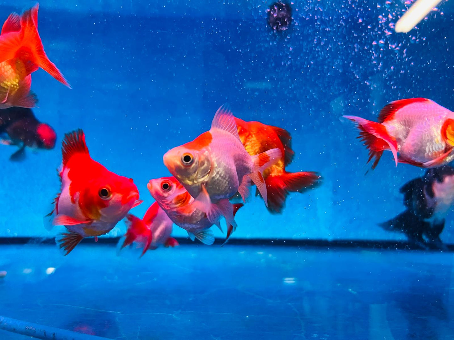 Ryukin Goldfish