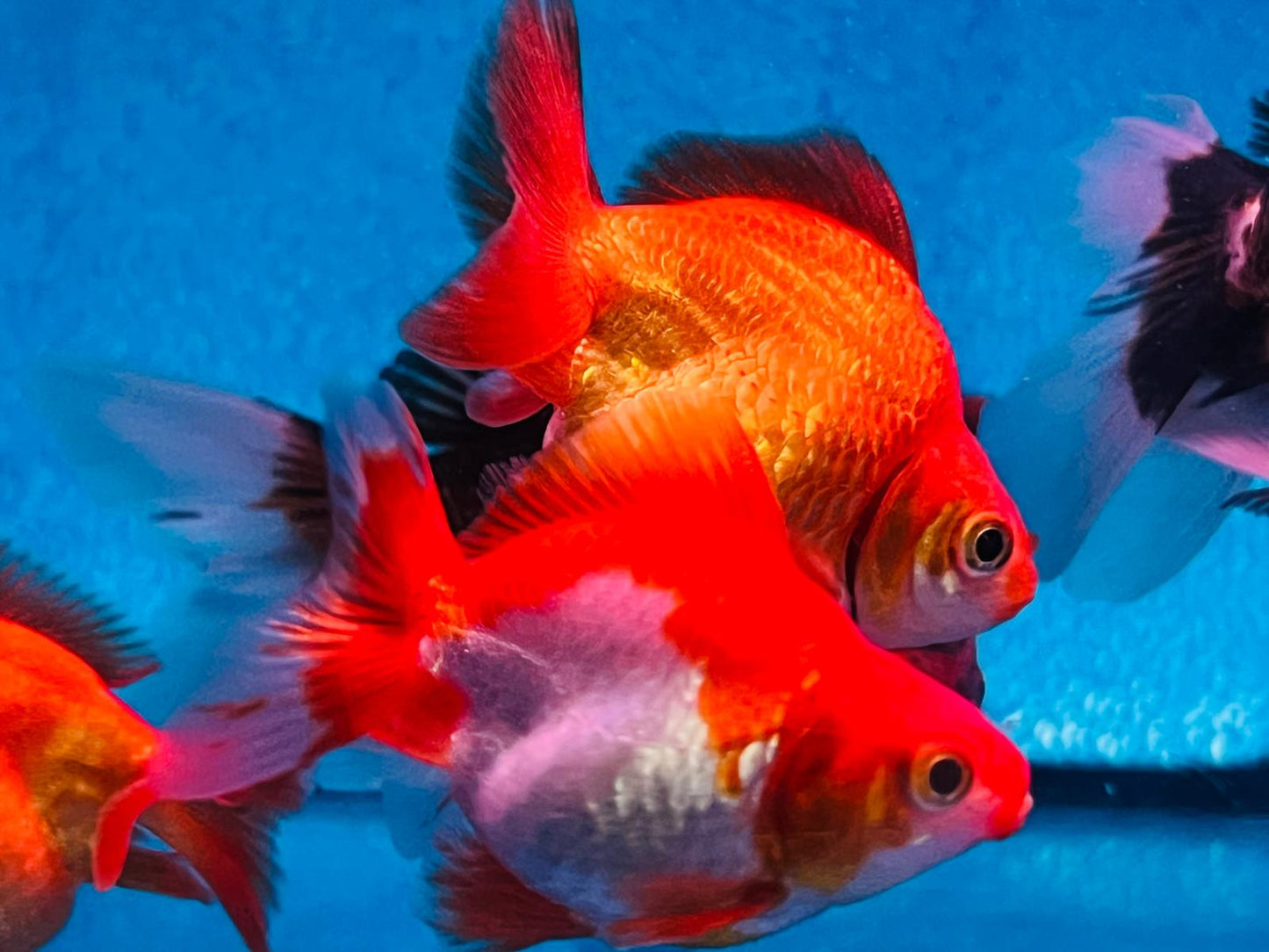 Ryukin Goldfish