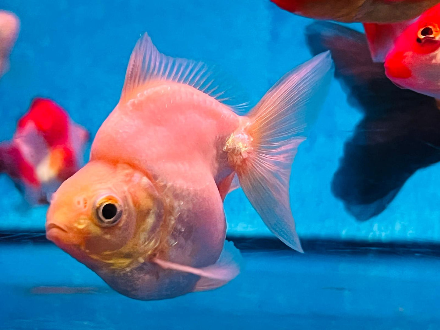 Ryukin Goldfish