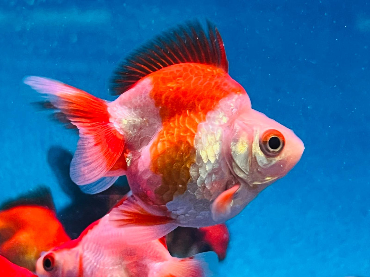 Ryukin Goldfish