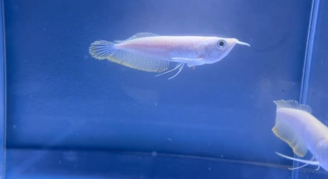 Albino Arowana