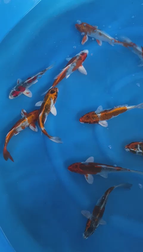 Kujaku KOI 7-8 Inch