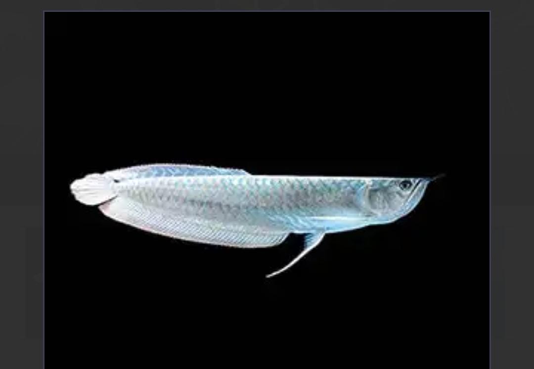 Silver Arowanaa
