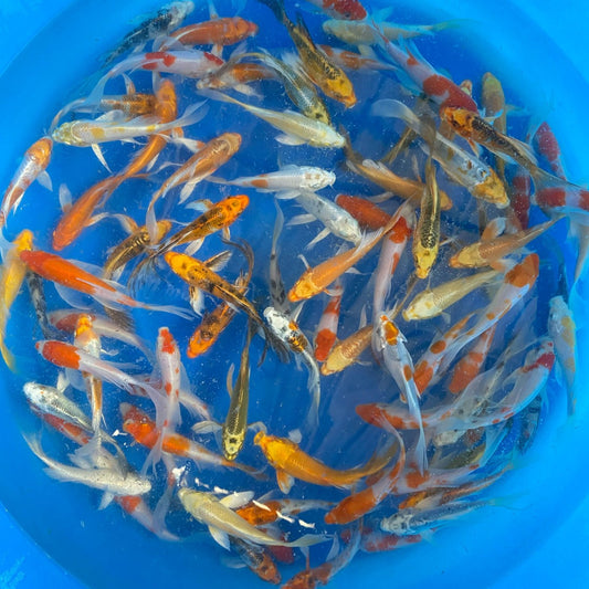 Assorted Butterfly KOI 5-6 Inch
