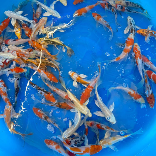 Assorted Butterfly KOI 7-8 Inch
