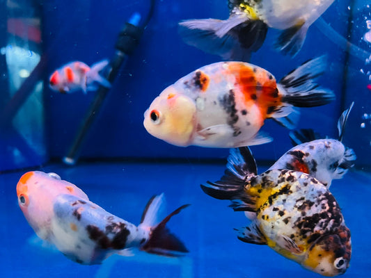 Ranchu Goldfish