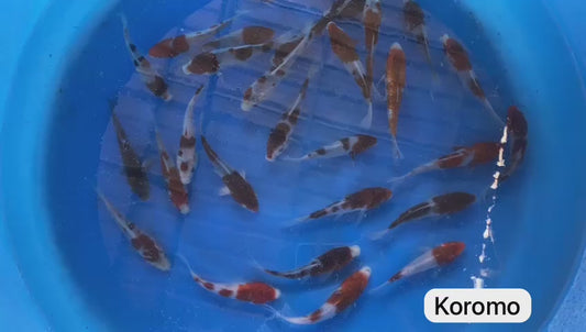 Goromo KOI 7-8 Inch
