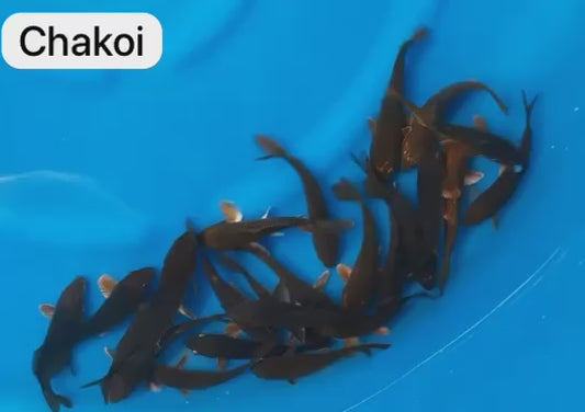 Chagoi KOI 8-10 Inch
