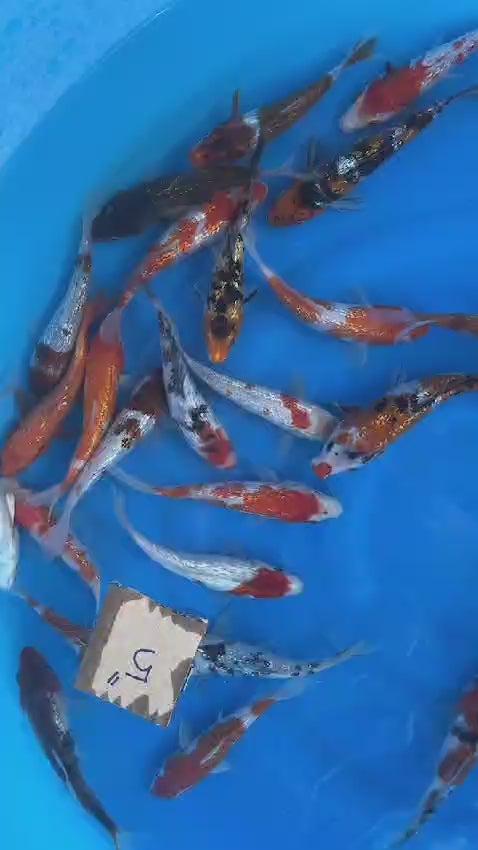 GIN RIN KOI 5-6 Inch