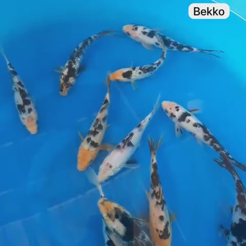 Bekko KOI 7-8 Inch